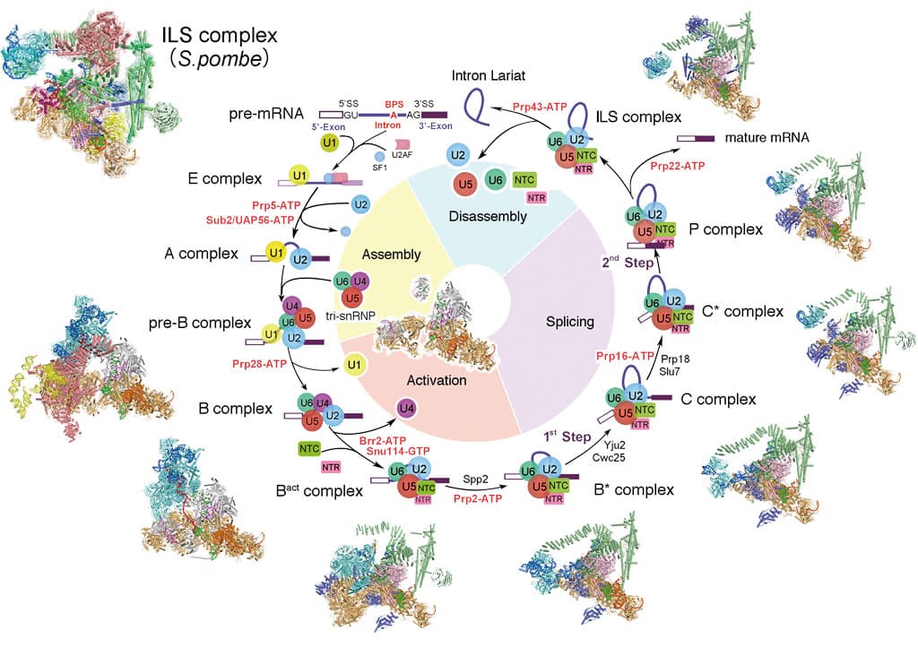Yigong Shi Lab - research Yigong Shi Lab - research